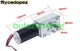 1 Pc. 5840-31ZY Turbine Worm Gear Motor 24V (7R-260R / MIN )