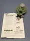 MEC Excela-Flo MEGR-1252-BAF 2nd Stage LP Gas Regulator 1/2" NPT 9.5-13" WC