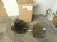 TOUGH GUY FLUE BRUSH SS/DS NATURAL LAMPICA 3EDD6 6" DIAMETER 1/4" NPT LOT OF 2