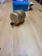 Watts Regulator 4A821 FV-4 M1 Automatic Float Vent 