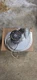 Burnham 100850-01 Blower Replacement Assembly for SCG / PVG FASCO 81161512