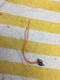 True 850827 Defrost Switch free shipping